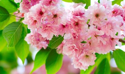 Example of Cherry Flowering 01