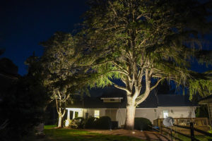 night view of charlotte home's landscaping with large tree and night lighting