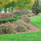 Tree and Shrub Installation